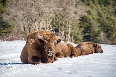 European Bison Family in the Snow – Free Stock Photo for Download