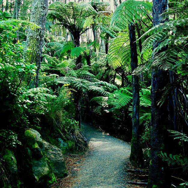 Street Amidst Trees and Plants – Free Stock Photo for Download