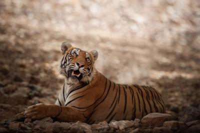 Amazing Bengal Tiger in Nature – Free to Download Stock Photo