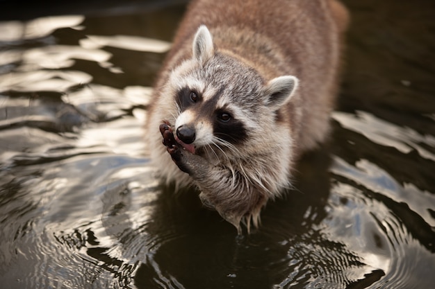 Adorable Raccoon Portrait in a Pond – Free Stock Photo for Download