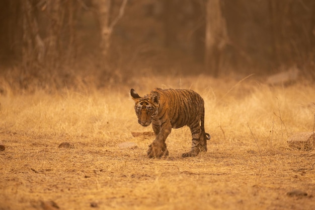 Tiger in Its Natural Habitat – Free Stock Photo for Download