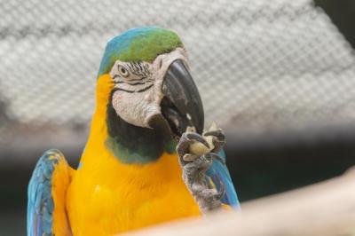 Close-up of Parrot Perching – Free Stock Photo for Download