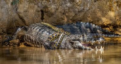 Caiman versus Anaconda: A Captivating Encounter in Brazil’s Pantanal – Free Stock Photo Download