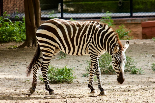 Zebras in the Zoo – Free Stock Photo for Download