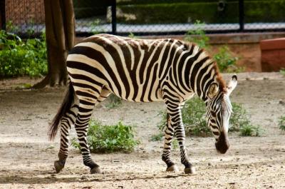 Zebras in the Zoo – Free Stock Photo for Download