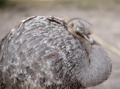 Selective Focus Shot of Greater Rhea – Free Download