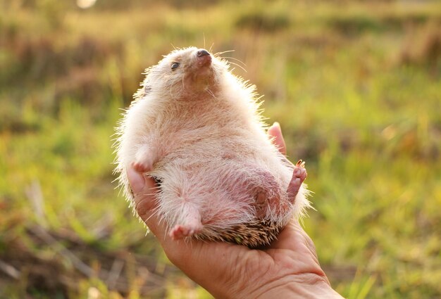 Adorable Hedgehog in Hand Outdoors at Sunset – Free Stock Photo for Download