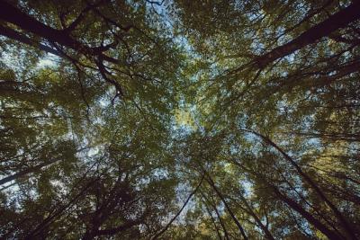 Stunning Forest Trees Against a Bright Blue Sky – Free Stock Photo for Download