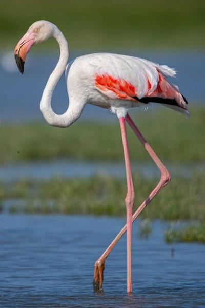 Phoenicopterus Roseus: Red Flamingo of Aiguamolls Emporda, Girona, Spain – Free Download