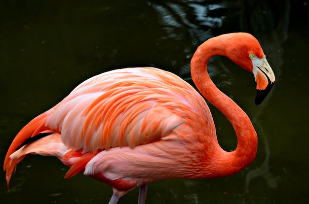 Flamingo in Florida – Free Stock Photo for Download