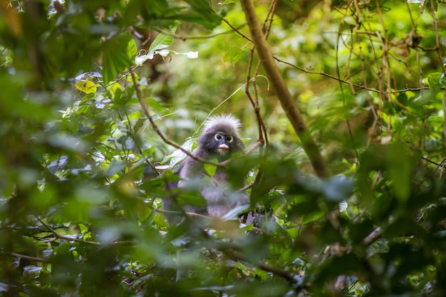 Grey Monkey Sitting on Tree Branch – Free Stock Photo, Download Free