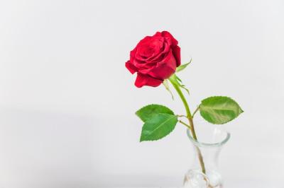 Fresh Red Rose in Vase – Free Stock Photo for Download