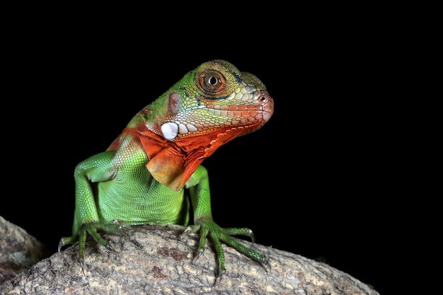 Close-Up of a Baby Red Iguana on Wood – Free Stock Photo for Download