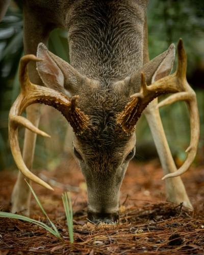 Deer Feeding in the Forest – Free Stock Photo for Download