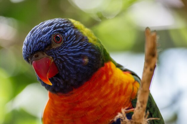 Close-up of Parrot – Free Stock Photo for Download