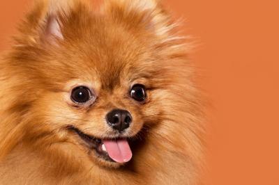 Cute Spitz Animals: Free Stock Photo, Download Free