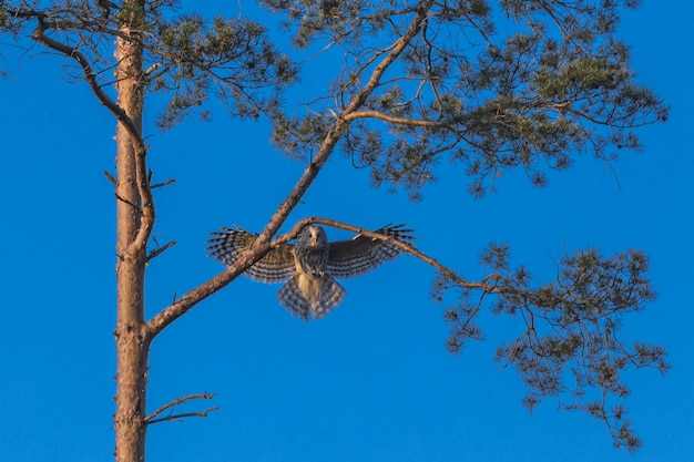 Brown and White Owl in Flight – Free Stock Photo Download