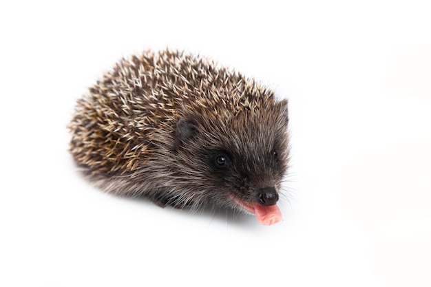 European Hedgehog (Erinaceus europaeus) – Free Stock Photo for Download