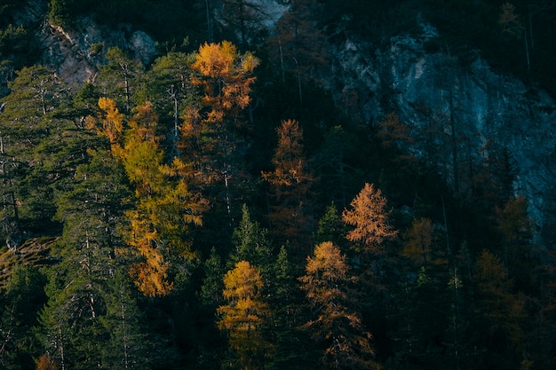 Aerial View of Yellow and Green Larch Trees Near a Mountain on a Sunny Day – Free to Download