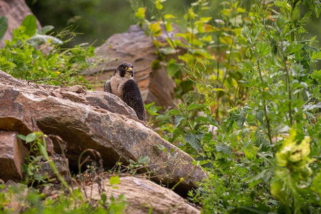 Beautiful and Rare Falcon on the Rock – Free Download Stock Photo