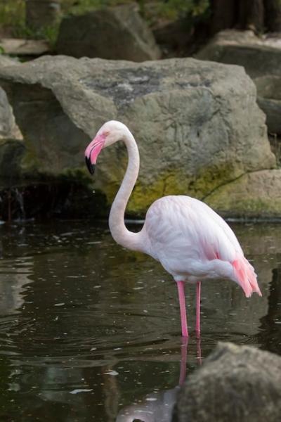 Flamingo in Nature: Wild Animals in Thailand – Free Download