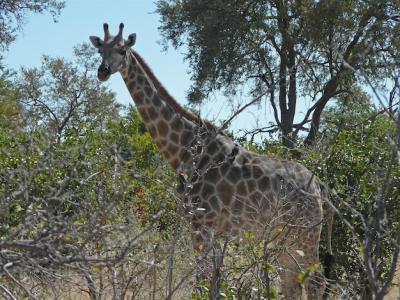 Stunning Low Angle View of a Giraffe Standing on a Tree – Free Stock Photo for Download