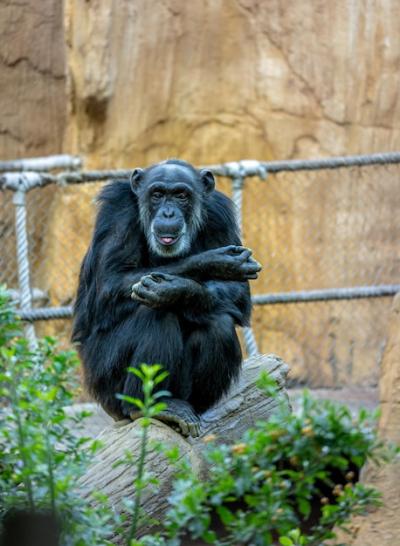 Monkey Portrait in a Zoo – Free Download, Free Stock Photo