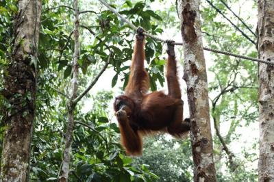 Monkey in a Tree: Low Angle View in a Lush Forest – Free Stock Photo, Download Free