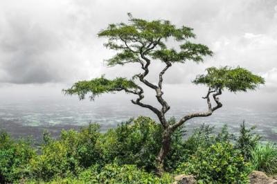 Lonely Tropical Tree in the Valley of Nelliyampathy Hills, Kerala, India – Free Stock Photo, Download for Free