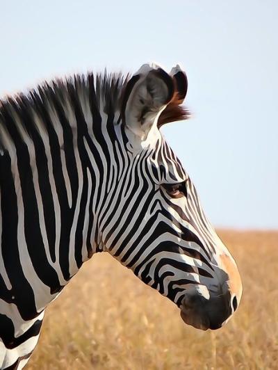 Close-up of Zebra Crossing – Free Download