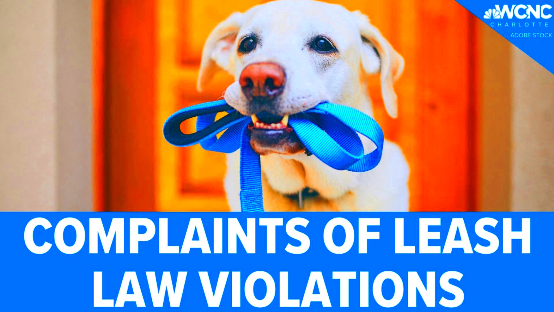 Knowing pet leash laws Charlotte North Carolina news wcnccom