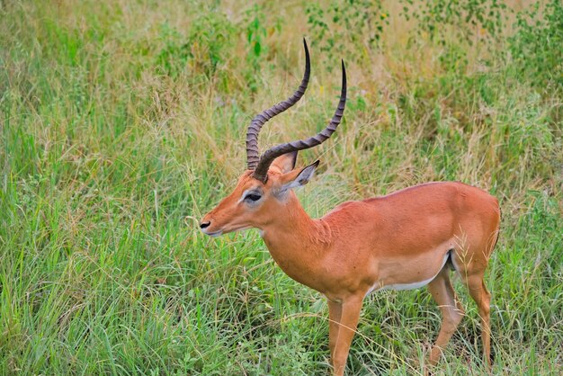 Side View of Antelope with Horns in Tarangire, Tanzania – Free Stock Photo for Download