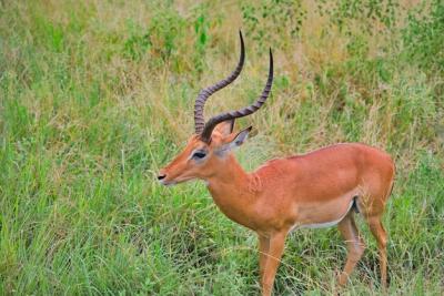 Side View of Antelope with Horns in Tarangire, Tanzania – Free Stock Photo for Download