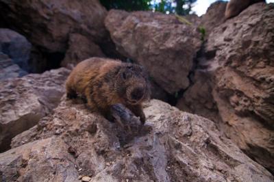 Marmot on Rock – Free Stock Photo for Download