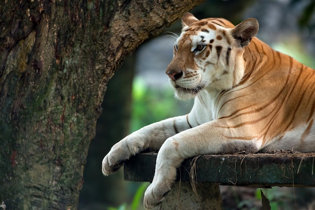 Golden Tabby Tiger Closeup Face | Free Download, Free Stock Photo