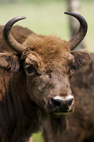 Bison in the Woods of Lithuania – Free Stock Photo for Download