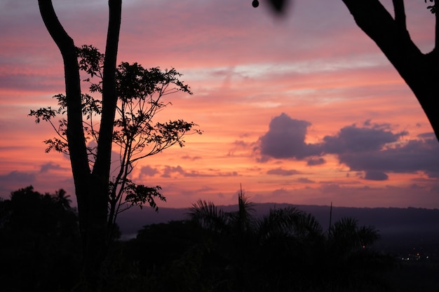 Silhouette of Trees and Plants at Sunset Overlooking the Dominican Republic – Free Download