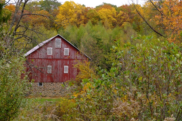 Abandoned Wooden Cabin in a Forest Surrounded by Trees – Free Download