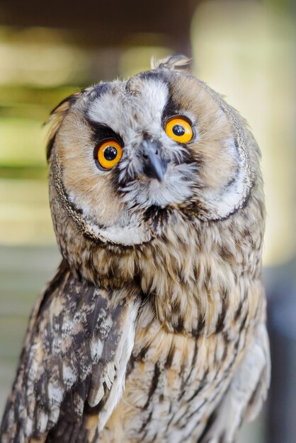 Close-Up Portrait of a Curious Grey Owl – Free Download