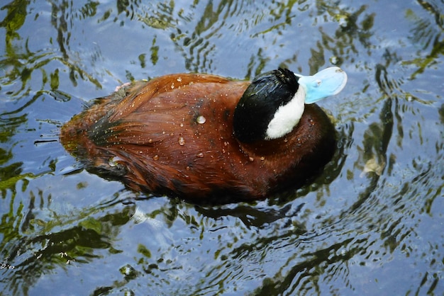 Close-Up of a Duck in Water – Free Stock Photo for Download