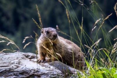 Squirrel on Rock – Free Stock Photo for Download