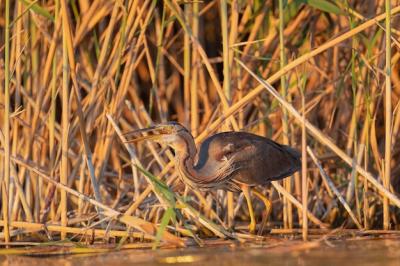 Purple Heron (Ardea purpurea) in Toledo, Spain – Free to Download