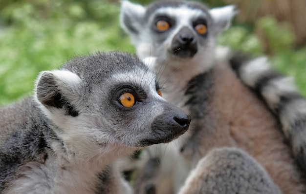 Discover Ring Tailed Lemurs in Madagascar’s National Park – Free Download