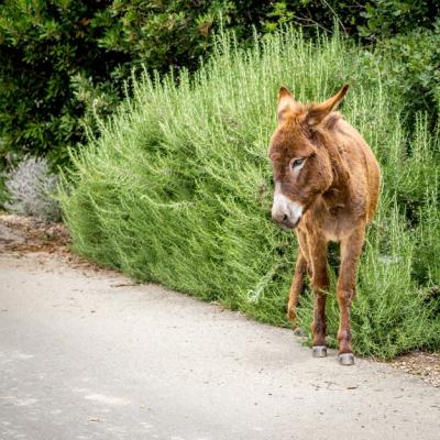 Brown Donkey by the Roadside Surrounded by Green Plants – Free Stock Photo for Download