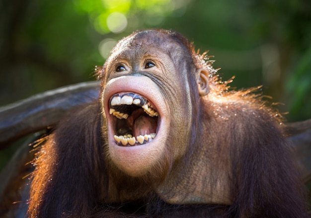 Laughing Orangutan – Free Stock Photo for Download