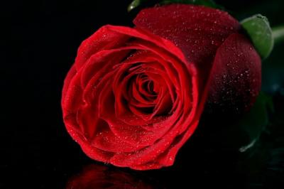 Red Rose in Darkness – Free Stock Photo for Download