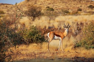 The Springbok in the African Bush, Namibia – Free Stock Photo for Download