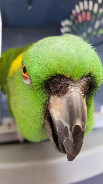 Close-up of Parrot – Free Stock Photo for Download