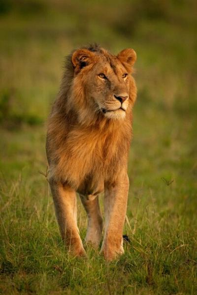 Majestic Male Lion Gazing Over Grassland – Free Stock Photo for Download