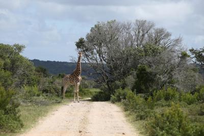 Magnificent Giraffe Grazing on a Tree – Free Stock Photo for Download